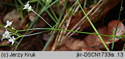 Galium suecicum (przytulia szwedzka)