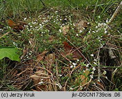 Galium suecicum (przytulia szwedzka)