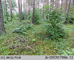 Galium suecicum (przytulia szwedzka)