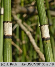 Equisetum ×moorei (skrzyp Moora)