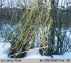 Equisetum ×moorei (skrzyp Moora)