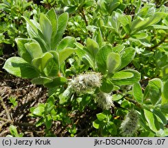 Salix helvetica (wierzba szwajcarska)