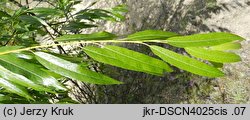 Salix acutifolia (wierzba ostrolistna)