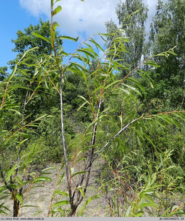 Salix acutifolia (wierzba ostrolistna)