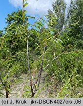 Salix acutifolia (wierzba ostrolistna)