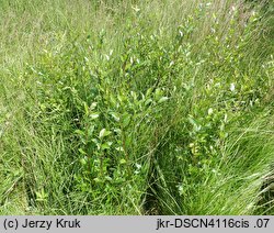 Salix myrsinifolia (wierzba czarniawa)