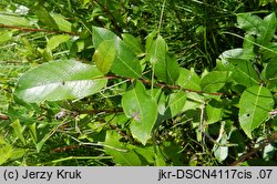 Salix myrsinifolia (wierzba czarniawa)