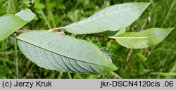 Salix myrsinifolia (wierzba czarniawa)