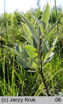 Salix lapponum (wierzba lapońska)