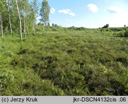 Salix lapponum (wierzba lapońska)