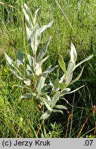 Salix lapponum (wierzba lapońska)