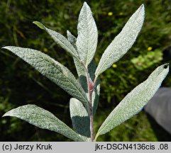 Salix lapponum (wierzba lapońska)