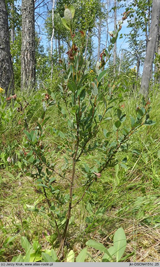 Salix myrtilloides (wierzba borówkolistna)