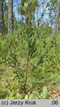 Salix myrtilloides (wierzba borówkolistna)