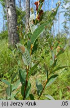 Salix myrtilloides (wierzba borówkolistna)