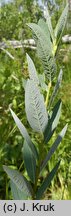 Salix myrtilloides (wierzba borówkolistna)