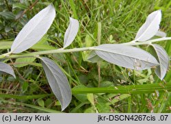 Salix repens ssp. repens (wierzba płożąca)