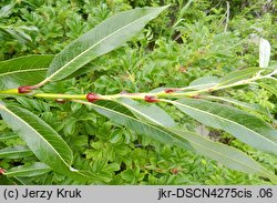 Salix daphnoides (wierzba wawrzynkowa)