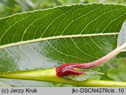 Salix daphnoides (wierzba wawrzynkowa)