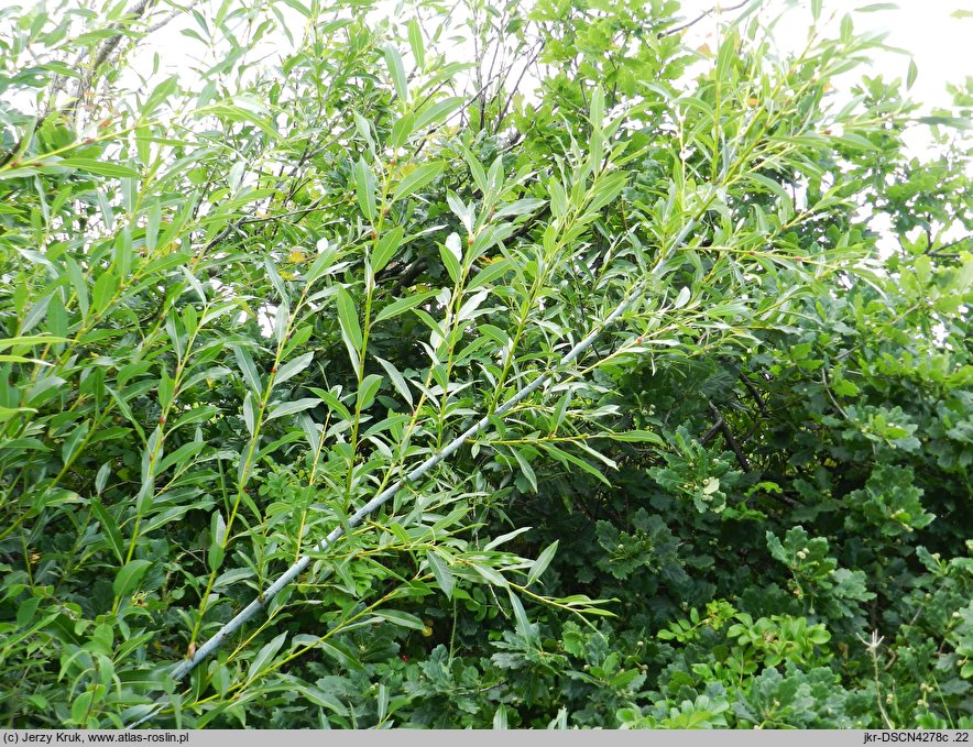 Salix daphnoides (wierzba wawrzynkowa)