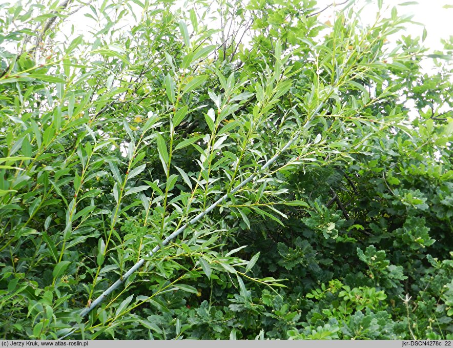 Salix daphnoides (wierzba wawrzynkowa)