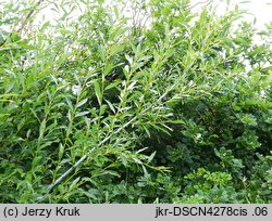 Salix daphnoides (wierzba wawrzynkowa)