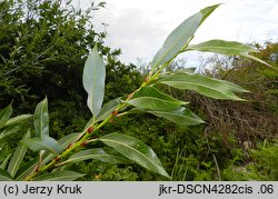 Salix daphnoides (wierzba wawrzynkowa)