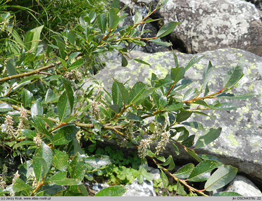 Salix bicolor (wierzba dwubarwna)