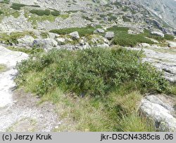 Salix bicolor (wierzba dwubarwna)