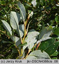 Salix bicolor (wierzba dwubarwna)