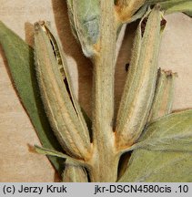 Oenothera canovirens (wiesiołek Rennera)