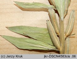 Oenothera canovirens (wiesiołek Rennera)