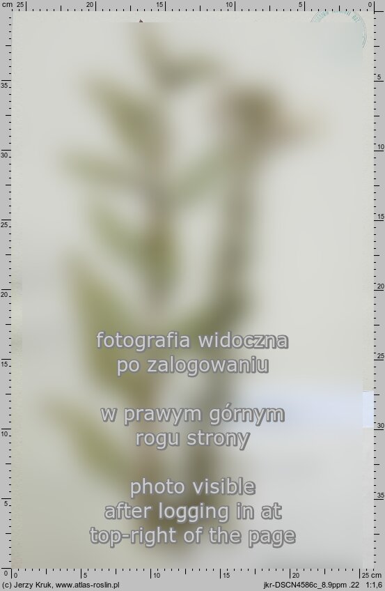 Oenothera ×fallax (wiesiołek mylący)