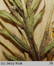 Oenothera flaemingina (wiesiołek flemingski)