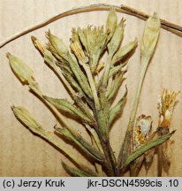 Oenothera flaemingina (wiesiołek flemingski)