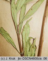 Oenothera flaemingina (wiesiołek flemingski)