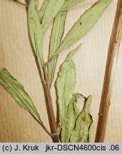 Oenothera flaemingina (wiesiołek flemingski)