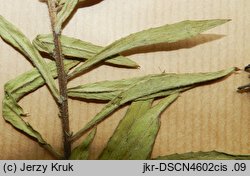 Oenothera flaemingina (wiesiołek flemingski)