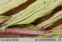 Oenothera flaemingina (wiesiołek flemingski)