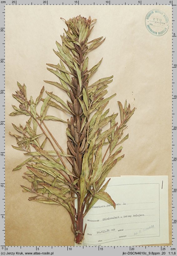 Oenothera parviflora (wiesiołek drobnokwiatowy)