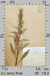 Oenothera parviflora (wiesiołek drobnokwiatowy)