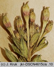 Oenothera parviflora (wiesiołek drobnokwiatowy)