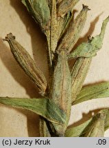 Oenothera parviflora (wiesiołek drobnokwiatowy)