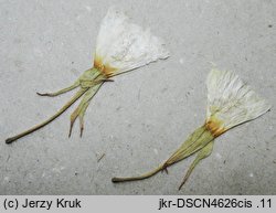 Oenothera pycnocarpa (wiesiołek późnokwitnący)