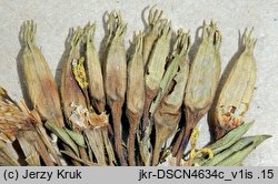 Oenothera subterminalis (wiesiołek śląski)