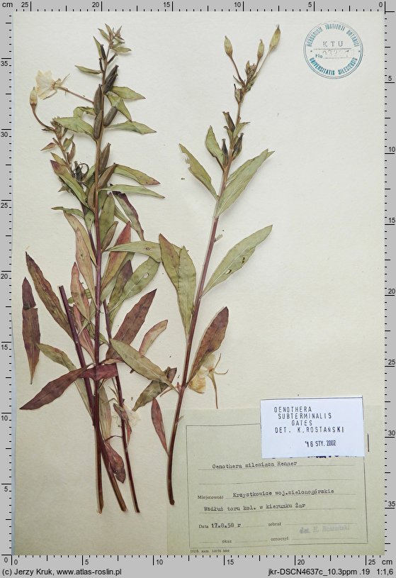 Oenothera subterminalis (wiesiołek śląski)