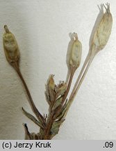 Oenothera subterminalis (wiesiołek śląski)