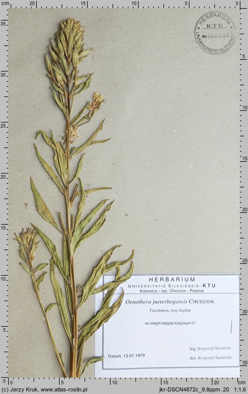 Oenothera jueterbogensis (wiesiołek środkowoniemiecki)