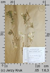 Oenothera punctulata (wiesiołek punktowany)