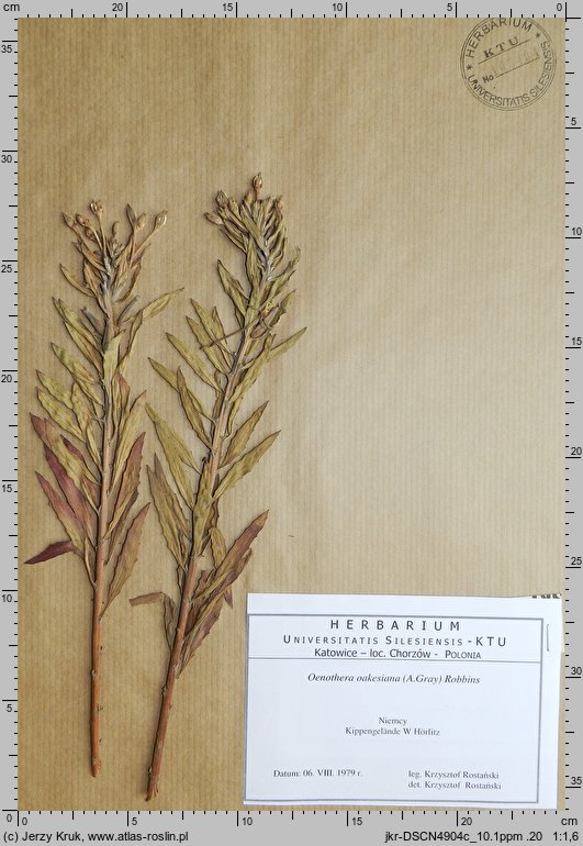 Oenothera oakesiana (wiesiołek piaskowy)